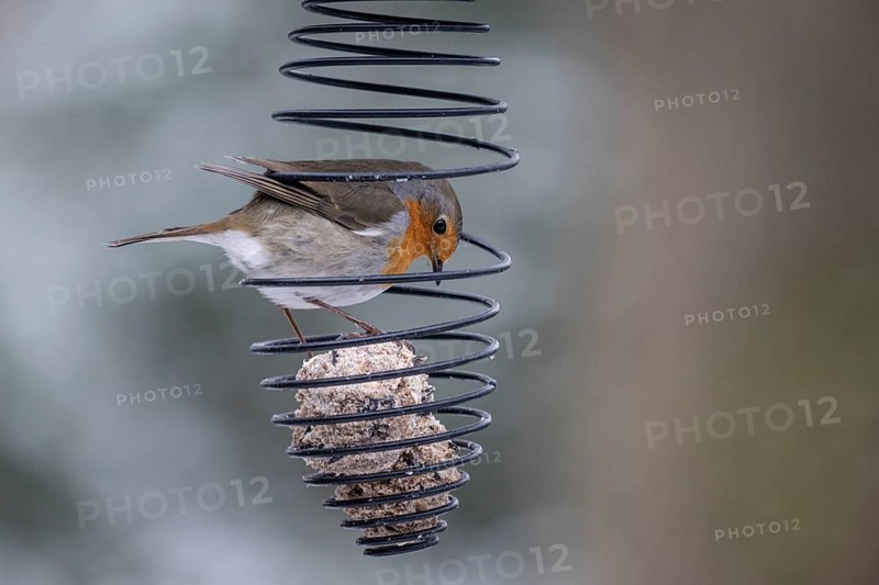 European robin (Erithacus rubecula) at the tit dumpling, Emsland, Lower Saxony, Germany