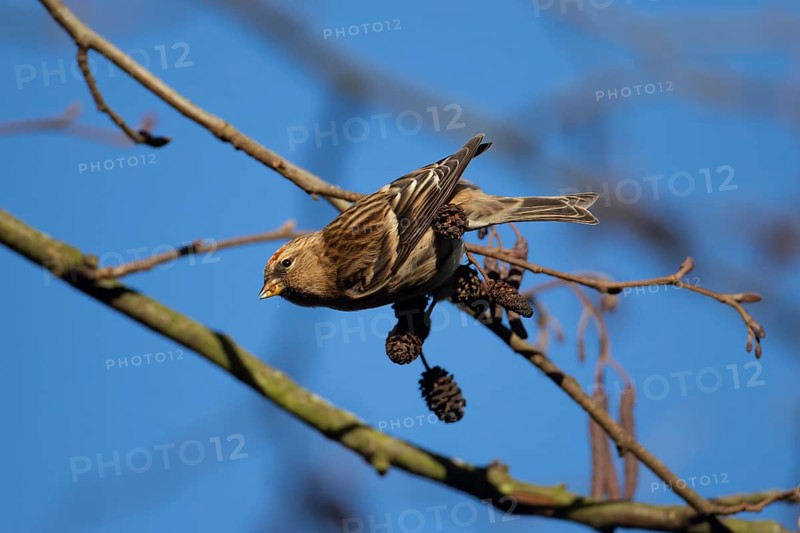 Redpoll (Acanthis flammea) adult bird in an Alder tree in winter, England, United Kingdom