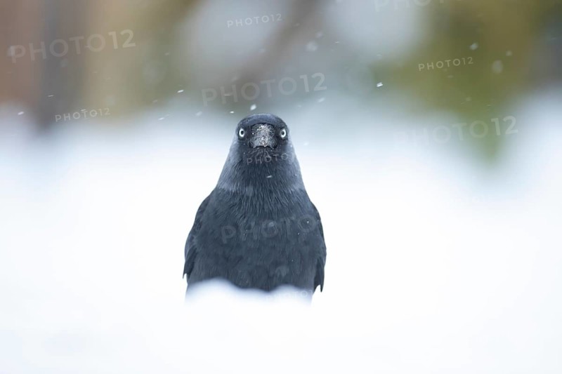 Jackdaw (Corvus monedula) adult bird in a snow covered garden in winter, England, United Kingdom