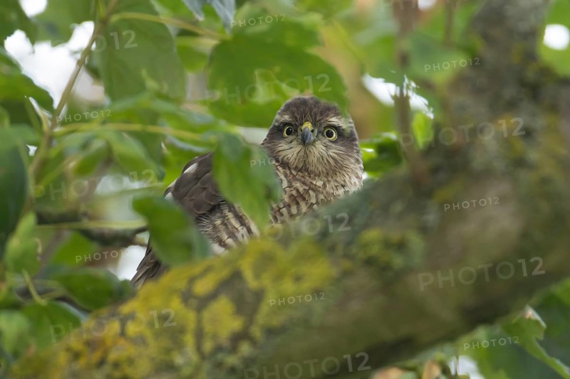 Eurasian sparrowhawk (Accipiter nisus) adult female bird of prey in a tree, England, United Kingdom