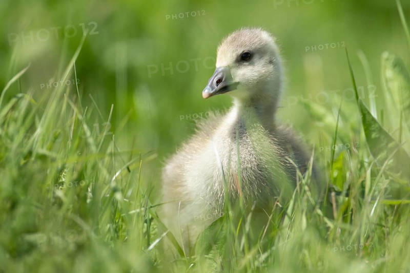 Greylag goose (Anser anser) juvenile baby gosling in grassland in summer, England, United Kingdom