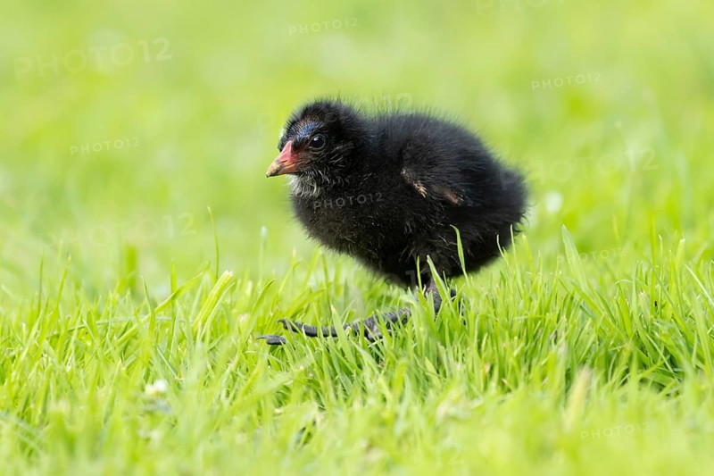Moorhen (Gallinula chloropus) juvenile baby bird walking on a grass lawn in summer, England, United Kingdom