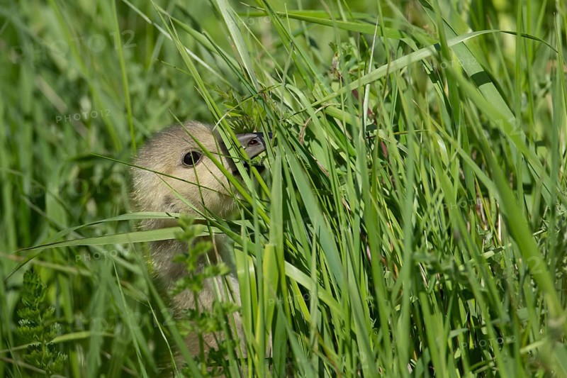 Greylag goose (Anser anser) juvenile baby gosling feeding in grassland in summer, England, United Kingdom