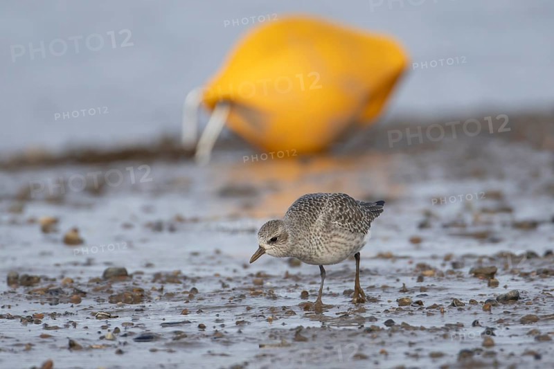Grey plover (Pluvialis squatarola) adult wader bird on a mudflat in winter, England, United Kingdom