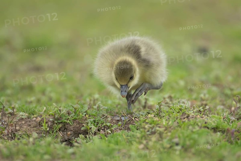 Greylag goose (Anser anser) juvenile baby gosling walking on grassland in summer, England, United Kingdom