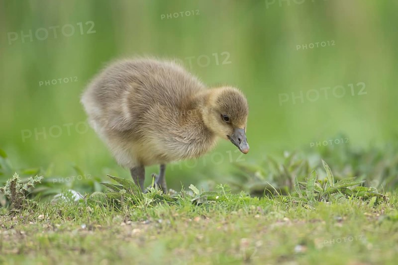 Greylag goose (Anser anser) juvenile baby gosling on grassland in summer, England, United Kingdom