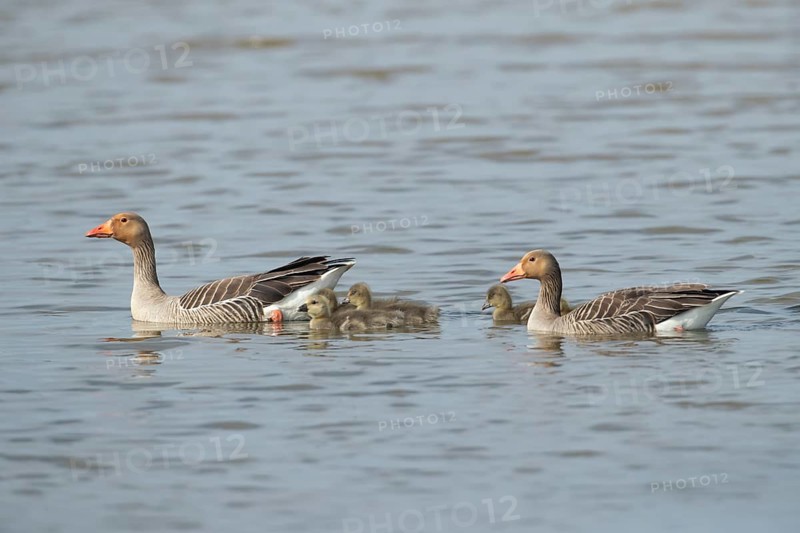 Greylag goose (Anser anser) two adult parent birds and juvenile baby goslings on the water surface of a lake in summer, England, United Kingdom