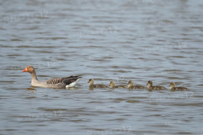 Greylag goose (Anser anser) adult parent bird and five juvenile baby goslings on the water surface of a lake in summer, England, United Kingdom