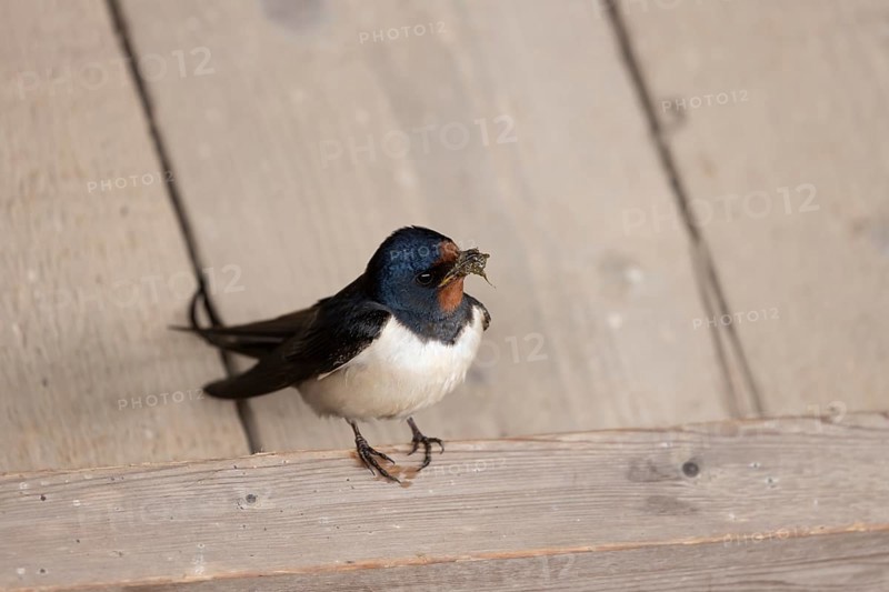 Barn swallow (Hirundo rustica) adult bird with nest material in its beak in summer, England, United Kingdom