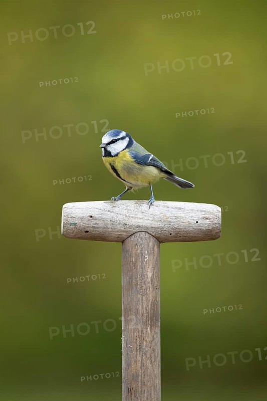 Blue tit (Cyanistes caeruleus) adult garden bird on a fork handle in autumn, England, United Kingdom