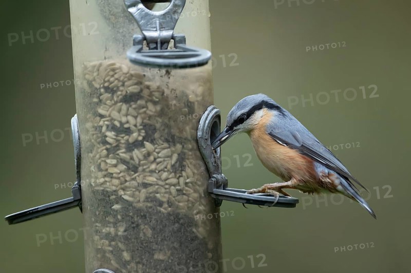 Eurasian nuthatch (Sitta europaea) adult bird feeding on sunflower seeds from a garden bird feeder in autumn, Wales, United Kingdom