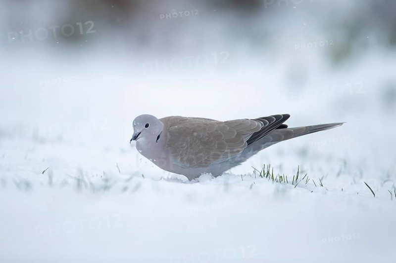 Collared dove (Streptopelia decaocto) adult garden bird on snow in winter, England, United Kingdom