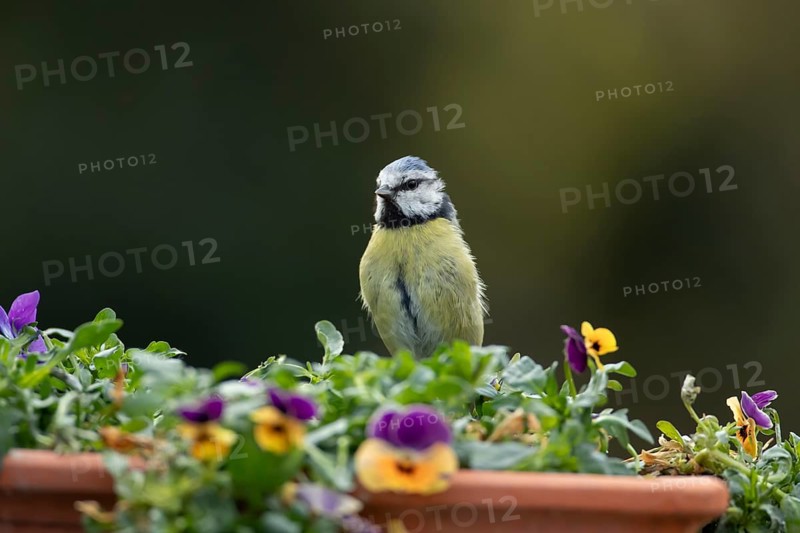 Blue tit (Cyanistes caeruleus) adult garden bird on a plant tub with Pansy or Viola flowers in spring, England, United Kingdom