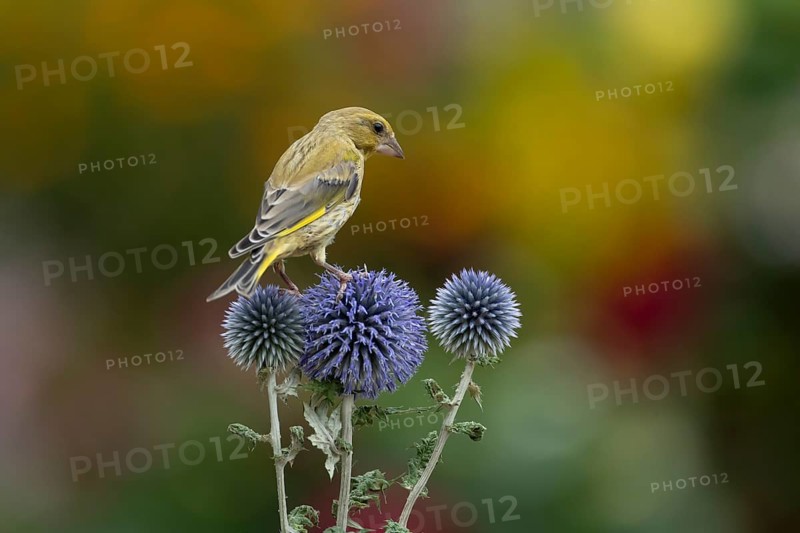 Greenfinch (Chloris chloris) adult garden bird on Globe thistle flowers in summer, England, United Kingdom