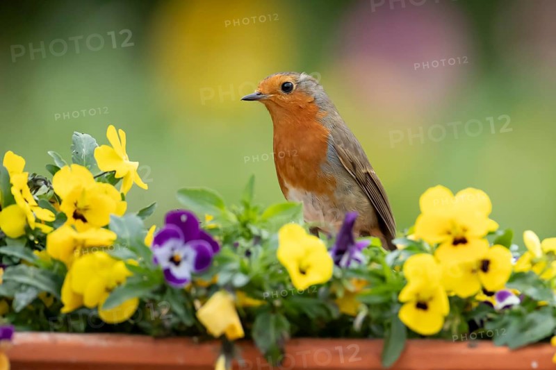 European robin (Erithacus rubecula) adult garden bird on a plant tub with Pansy or Viola flowers in spring, England, United Kingdom