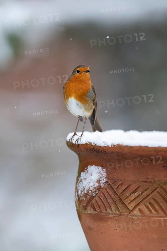 European robin (Erithacus rubecula) adult garden bird on a snow coverd plant pot in winter, England, United Kingdom