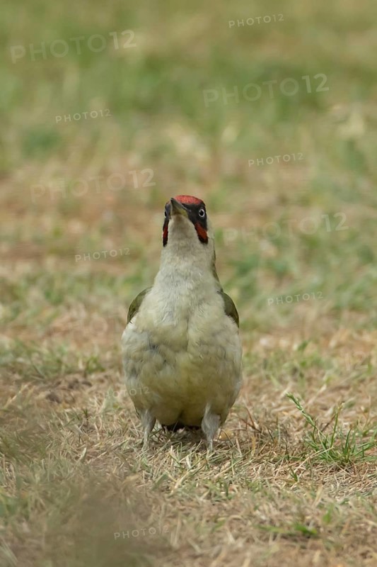 Green woodpecker (Picus viridis) adult bird on a garden grass lawn in summer, England, United Kingdom