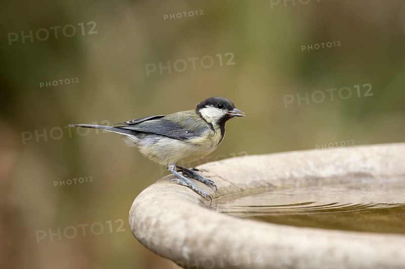 Great tit (Parus major) adult garden bird drinking water from a bird bath in summer, England, United Kingdom