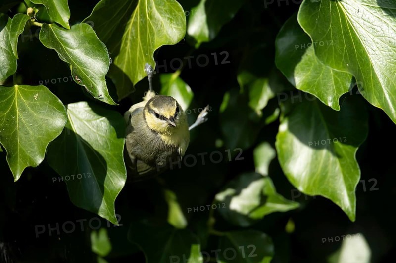 Blue tit (Cyanistes caeruleus) juvenile baby fledgling garden bird in an Ivy tree in summer, England, United Kingdom