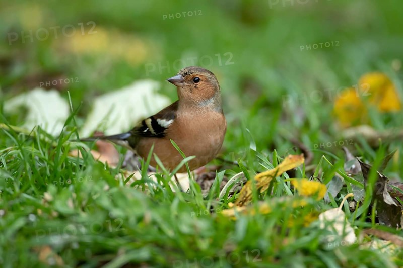 Eurasian chaffinch (Fringilla coelebs) adult male bird on a garden grass lawn in autumn, England, United Kingdom