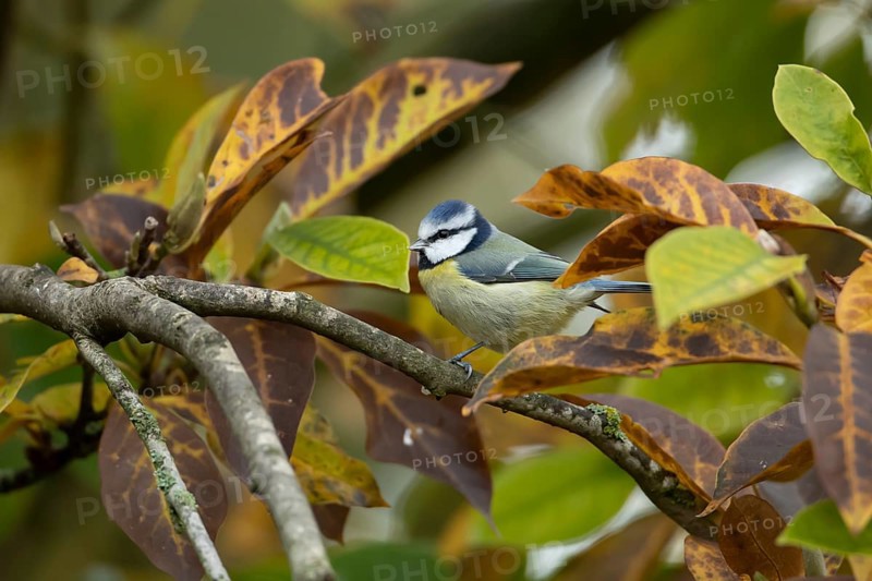 Blue tit (Cyanistes caeruleus) adult garden bird on a Magnolia tree branch amongst autumn colour leaves, England, United Kingdom
