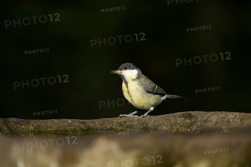 Great tit (Parus major) juvenile baby fledgling garden bird on a bird bath in summer, England, United Kingdom