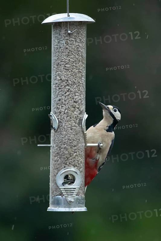 Great spotted woodpecker (Dendrocopos major) adult bird feeding on sunflower hearts seeds from a garden bird feeder in winter, England, United Kingdom