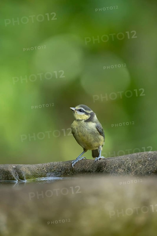 Blue tit (Cyanistes caeruleus) juvenile baby fledgling garden bird on a bird bath in summer, England, United Kingdom