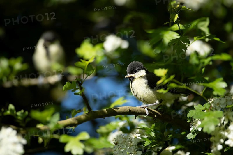 Great tit (Parus major) juvenile baby fledgling garden bird in a tree in summer, England, United Kingdom