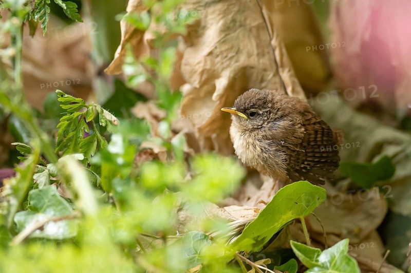 Eurasian wren (Troglodytes troglodytes) juvenile baby bird fledgling in a garden in summer, England, United Kingdom