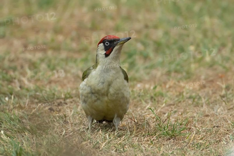 Green woodpecker (Picus viridis) adult bird on a garden grass lawn in summer, England, United Kingdom