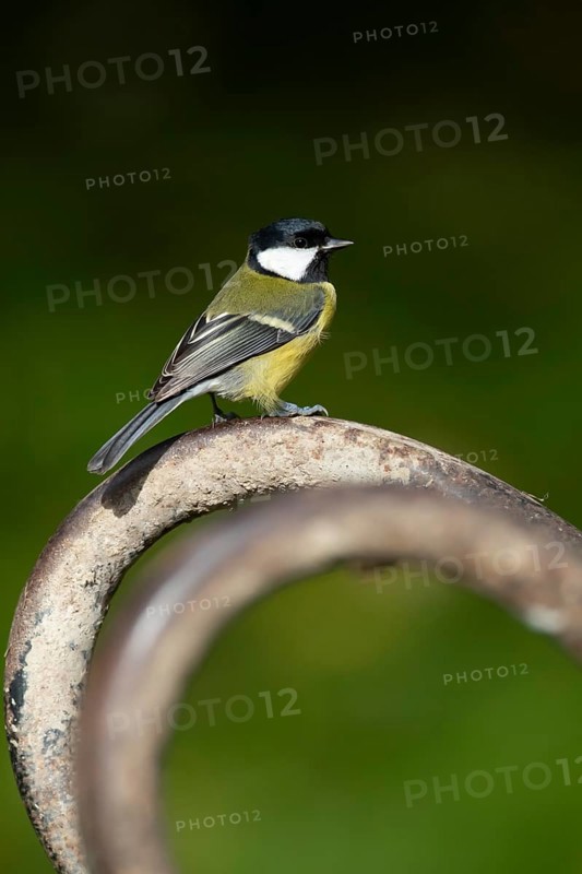 Great tit (Parus major) adult garden bird on a wheel barrow foot, Wales, United Kingdom