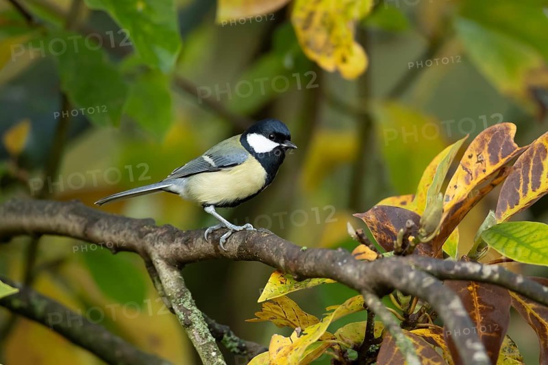 Great tit (Parus major) adult garden bird on a Magnolia tree branch amongst autumn colour leaves, England, United Kingdom