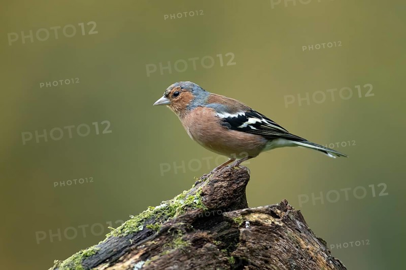 Eurasian chaffinch (Fringilla coelebs) adult male garden bird on a tree stump in autumn, England, United Kingdom