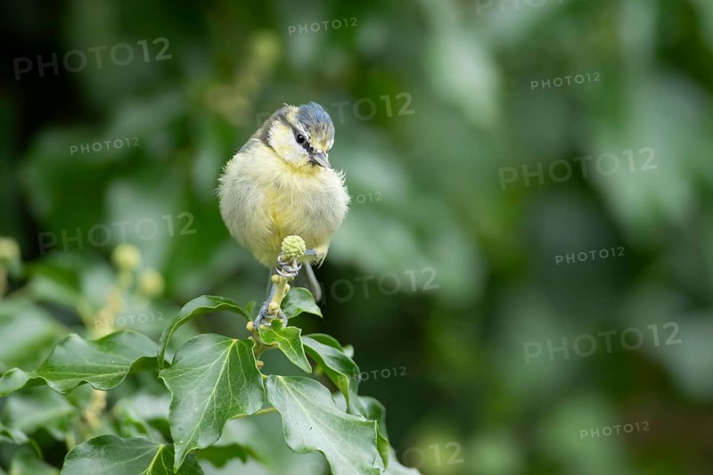 Blue tit (Cyanistes caeruleus) adult garden bird on an Ivy tree flower bud in summer, England, United Kingdom