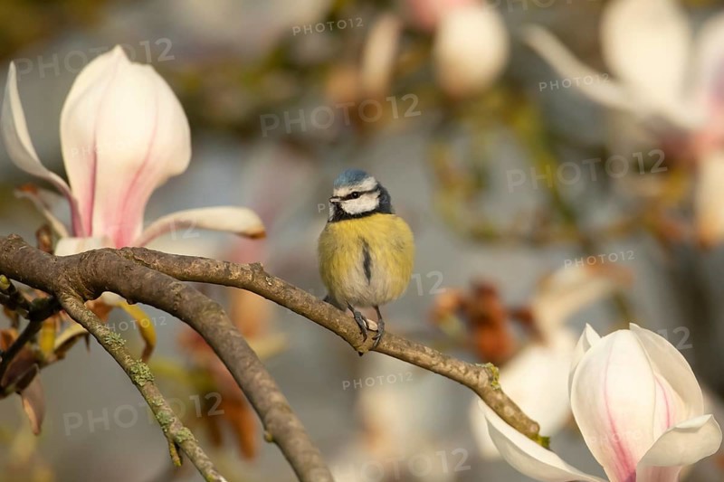 Blue tit (Cyanistes caeruleus) adult garden bird on a Magnolia tree with spring blossom, England, United Kingdom