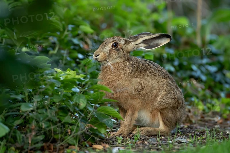 Brown hare (Lepus europaeus) adult wild animal in a garden in summer, England, United Kingdom