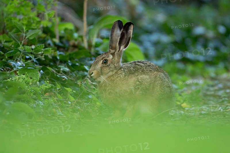 European brown hare (Lepus europaeus) adult wild animal in a garden in summer, England, United Kingdom