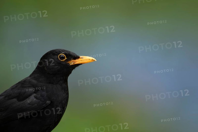 Eurasian blackbird (Turdus merula) adult male garden bird head portrait in spring, England, United Kingdom