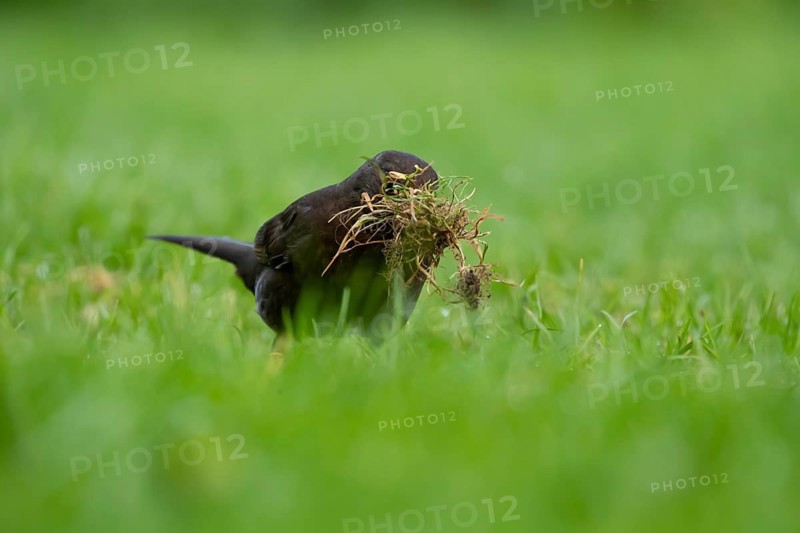 Eurasian blackbird (Turdus merula) adult female garden bird collecting nest material from a grass lawn in spring, England, United Kingdom