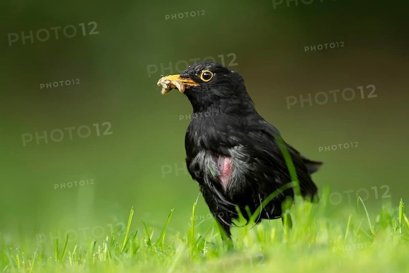Eurasian blackbird (Turdus merula) adult male garden bird collecting insect grubs on a grass lawn in summer, England, United Kingdom