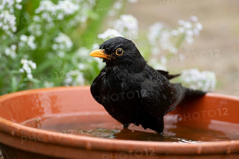 Eurasian blackbird (Turdus merula) adult male garden bird bathing in water in a plant pot saucer in summer, England, United Kingdom