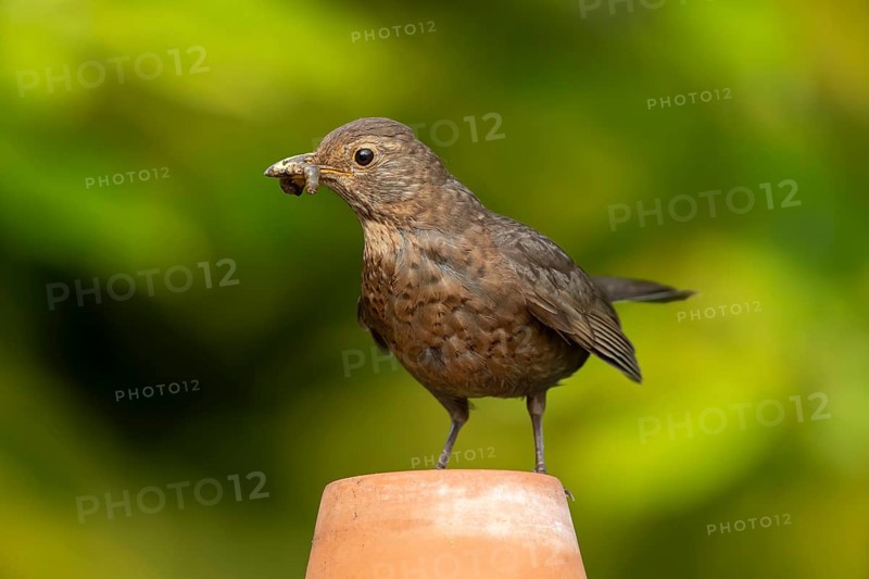 Eurasian blackbird (Turdus merula) adult female garden bird on a plant pot with insect grubs for food in its beak in summer, England, United Kingdom