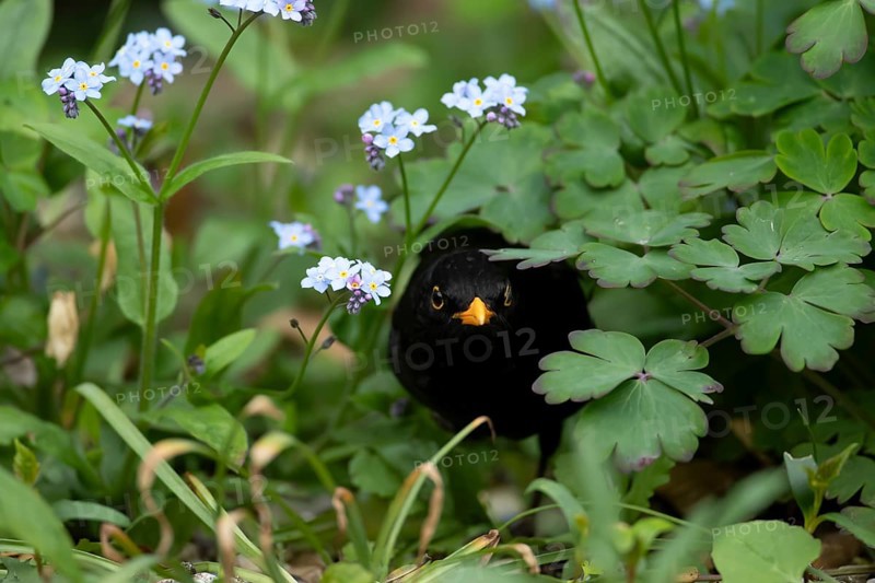 Eurasian blackbird (Turdus merula) adult male garden bird emerging from a flower border in spring, England, United Kingdom