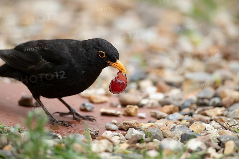 Eurasian blackbird (Turdus merula) adult male garden bird feeding on a grape, England, United Kingdom