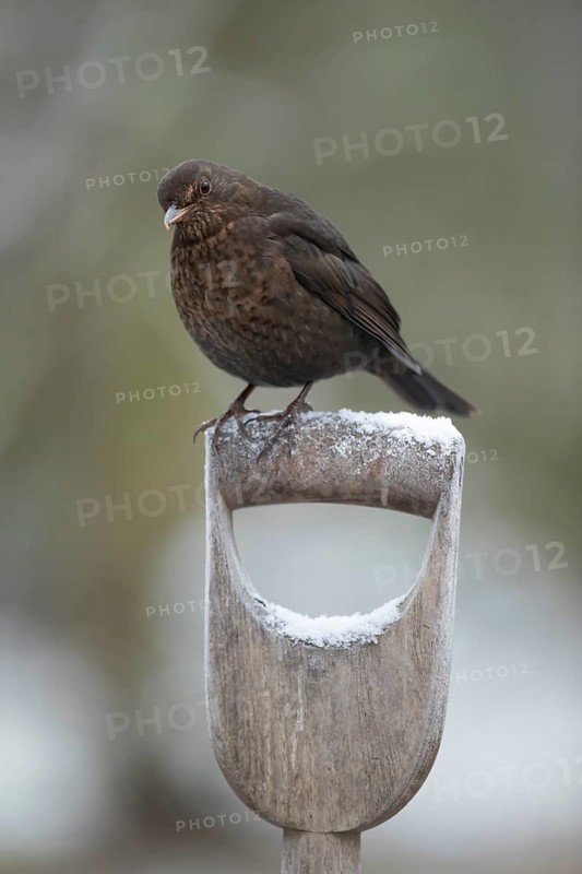 Eurasian blackbird (Turdus merula) adult female garden bird on a snow covered fork handle in winter, England, United Kingdom