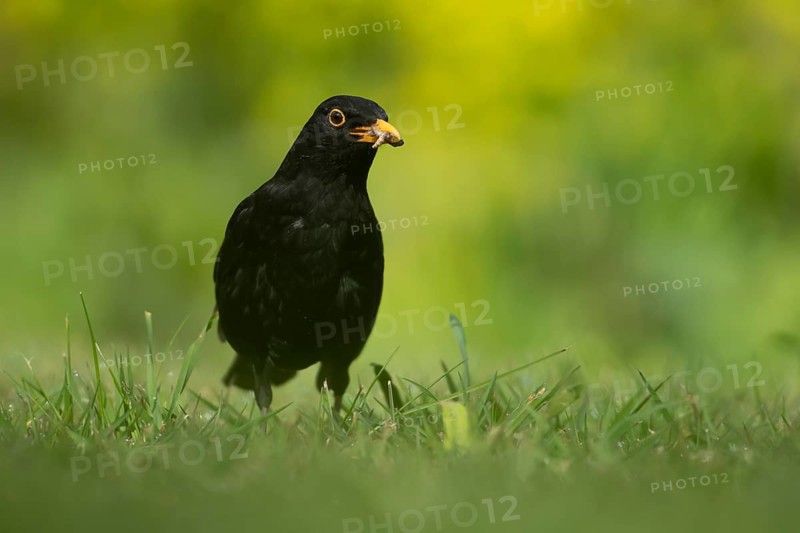 Eurasian blackbird (Turdus merula) adult male garden bird collecting insect grubs in its beak in spring, England, United Kingdom