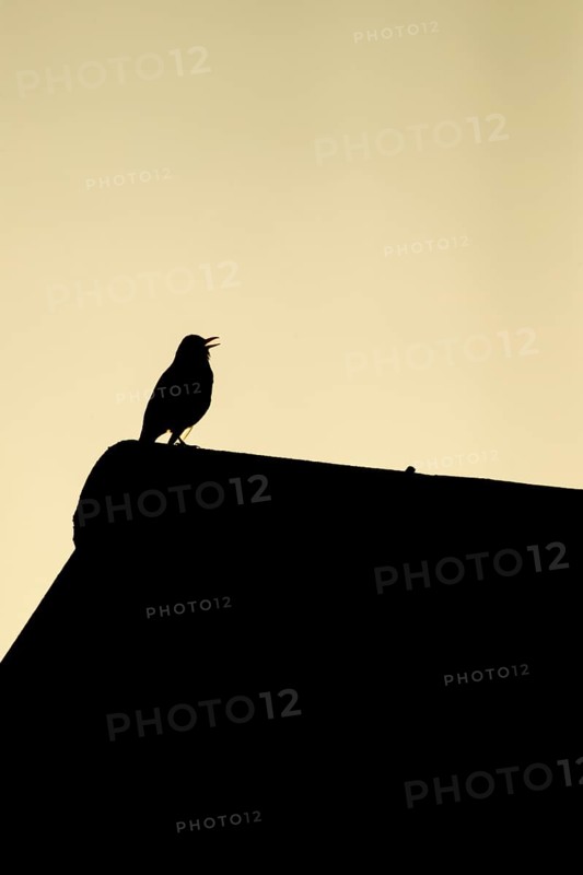 Eurasian blackbird (Turdus merula) silhouette of an adult male garden bird singing from a house rooftop in spring, England, United Kingdom