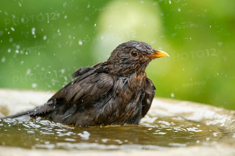 Eurasian blackbird (Turdus merula) adult female garden bird bathing in water in a bird bath in summer, England, United Kingdom