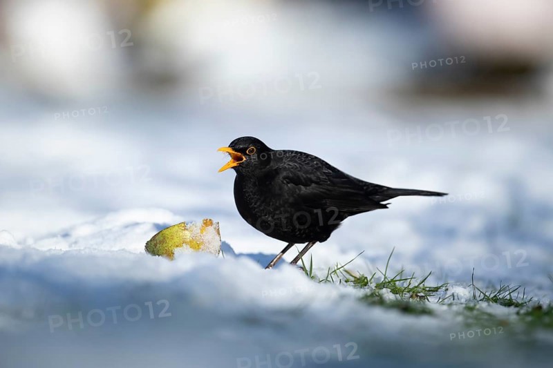 Eurasian blackbird (Turdus merula) adult male garden bird feeding on a pear fruit on a snow covered lawn in winter, England, United Kingdom